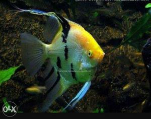 Yellow And Black Angel Fish