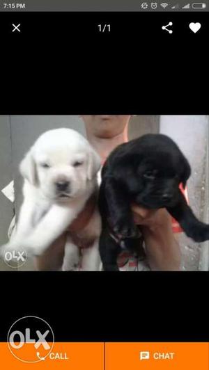 Yellow And Black Labrador Retriever Puppies Screenshot