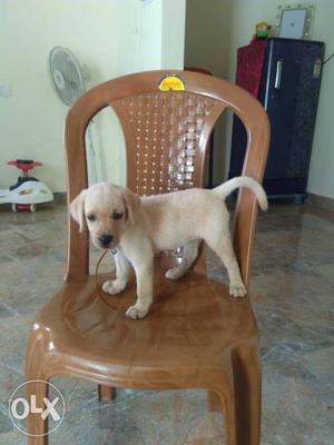 Yellow Labrador Retriever Puppy