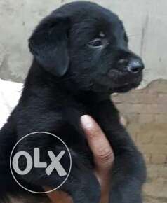 ..black Labrador puppy