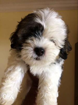  days old female lhasa puppy available with
