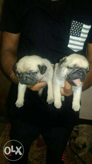  pug sweet pups available heavy bone or fawn