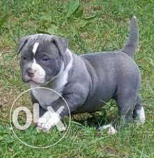 Princy kennel;-bully and pittbull import line show quality