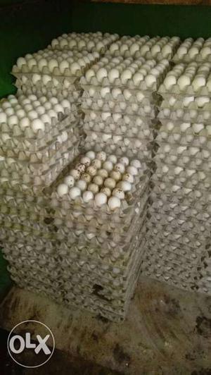 Stock Of Trays With Eggs