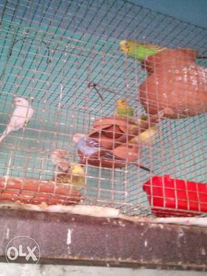 13 bujri birds with cage