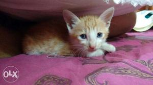 1 month old, male and female, orange and white