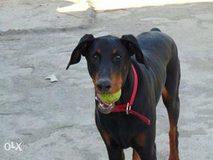 14 months old pure breed Doberman for meeting
