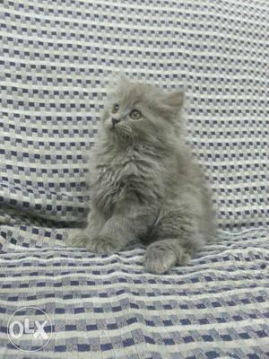 2 persian cats(male and female) silver colour 2