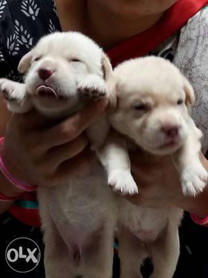 2 white female labra dog & 3 black female labra