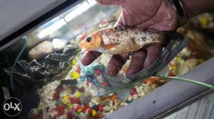 3 big koi gish