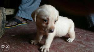 35 days old female lab puppies