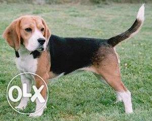 8 Months Beagle Male Rs /-