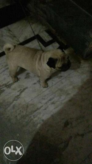 8 month old male pug buy know hurry up.