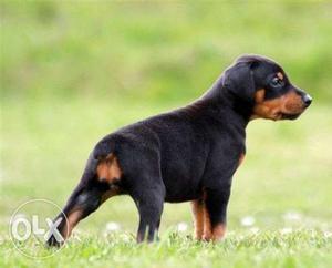 9 8 O  Doberman Puppies for sell male female avale