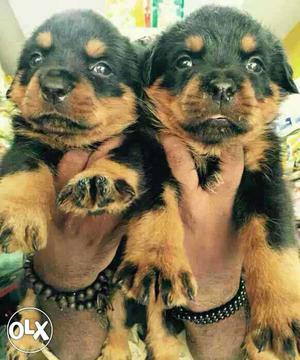 9O:yewatmal: Boxet'beagle' All Puppeis Kitten&cash