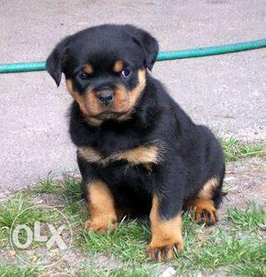 A1 quality Rottweiler male and female champion