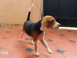 Adorable Beagle Pup For Sale cerified