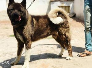 Akita male for sale at very low price in meerut...