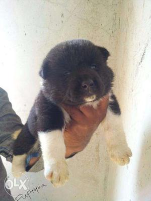 Akita puppies/ dog for sale find a buddy in dogs