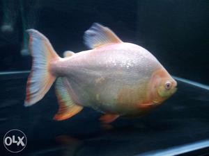 Albino fish 1.5 feet