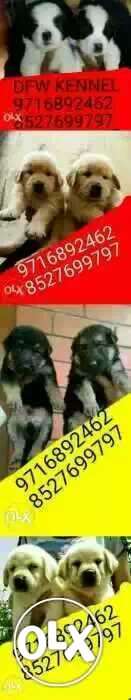 All brands of dogs puppies avilable /// Labra //