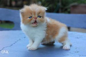 All colors healthy & pure persian cat sale.all india free