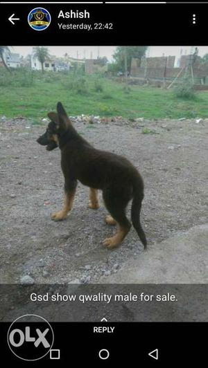 All types of dog available only home breed my