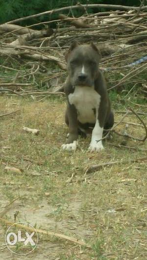 Am Bully blue pup only 3month