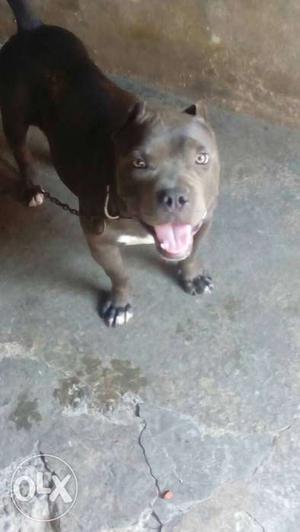 Am.bully male 8 MTH old blue CLR