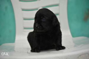 Amazing black Labrador Male pups awaiting for new