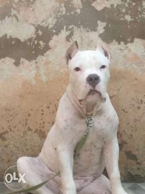 American Bully White Color. 4 months of age,