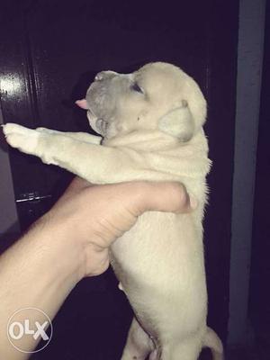 American bully pocket size gold female punch face