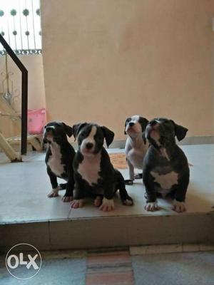 American bully. pocket size,male and female, show