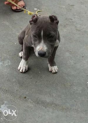 Amrican petbull male or female for sale. age 3 month
