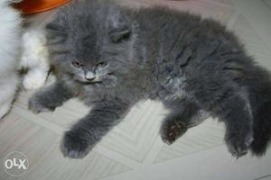 Awesome quality persian kittens available