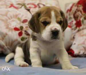 Beagle puppies Show quality in very low price