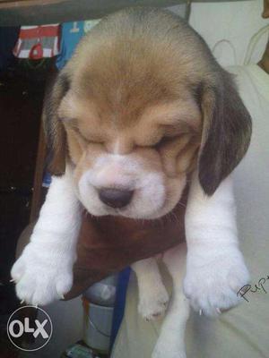 Beagle puppies/ dog for sale get a determined in dogs