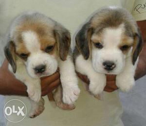 Beagle puppy/dogs for sale find a cute champ in dog