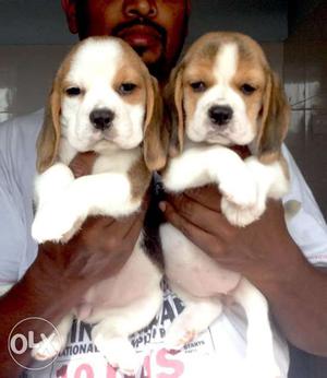 Beagle pups for sell in south delhi