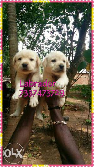 Best quality Labrador Retriever Puppies available