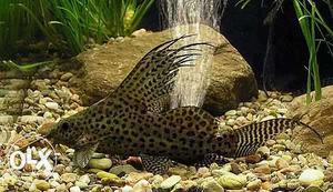 Black And Brown Armoured Catfish
