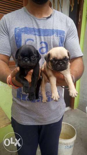 Black And Brown Fawn Pug Puppies