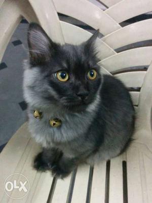 Black And Grey Cat double colour Very active cat.. Pure