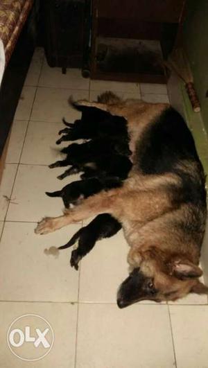 Black And Tan German Shepherd With Puppy Litter