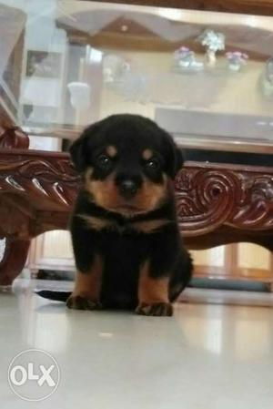 Black And Tan Rottweiler Puppy