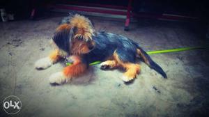 Black And Tan Wirehaired Puppy