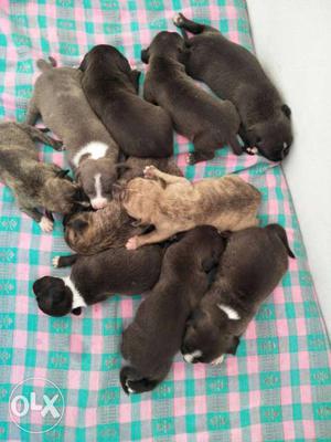 Black, Brown, And Gray Short-coated Puppies