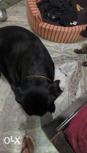 Black Labrador for crossing or mating available