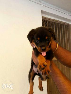 Black & Tan Rottweiler puppy one months Ka h