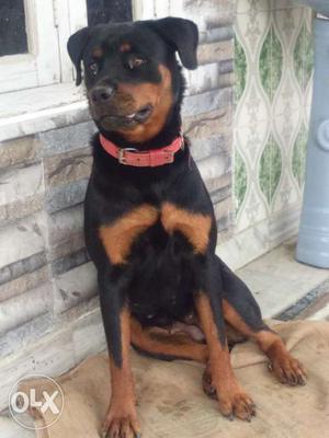 Black and tan Rotweiller pure Quality (Female)